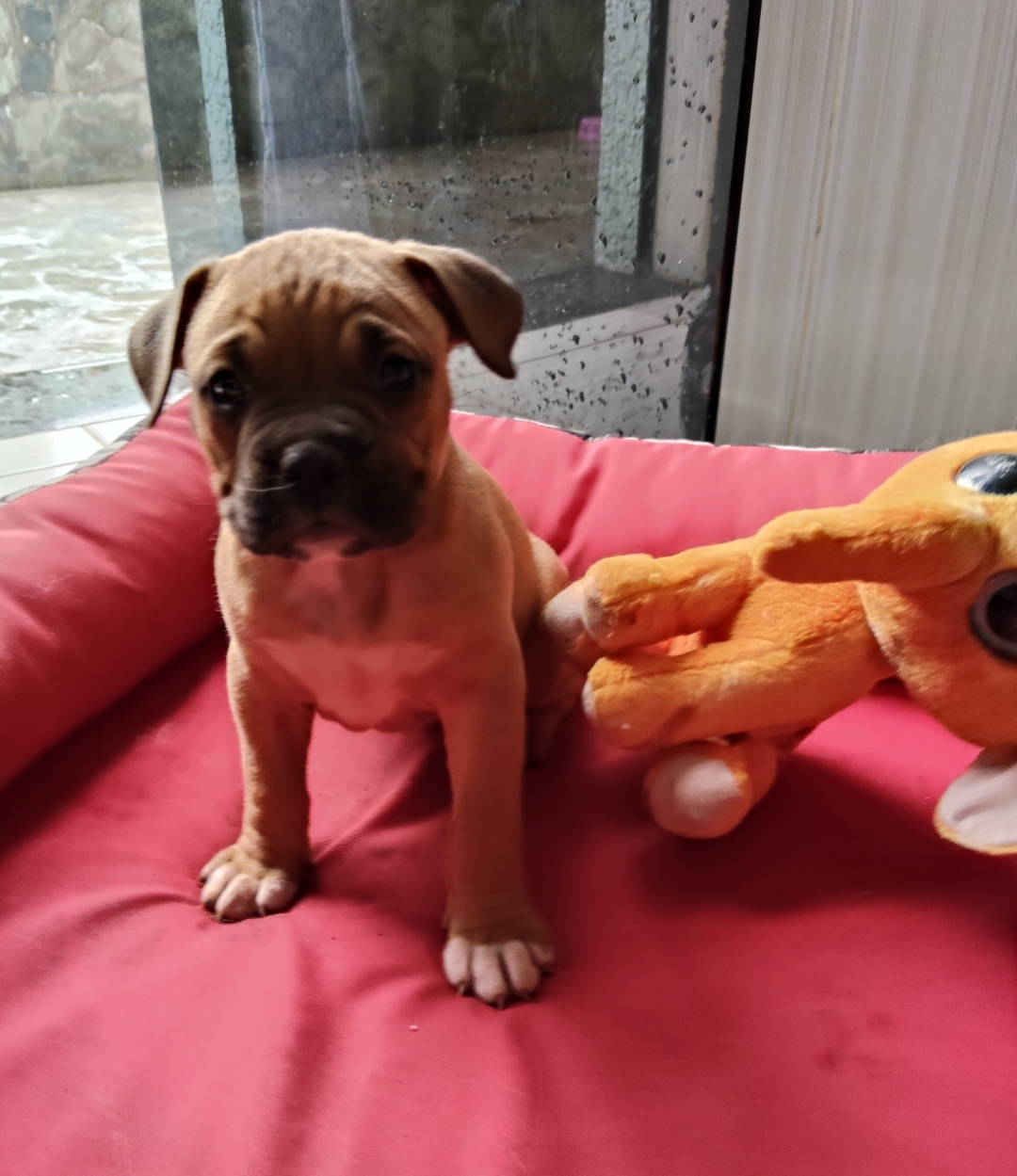 Vende-se filhote de Boxer  - Foto 1