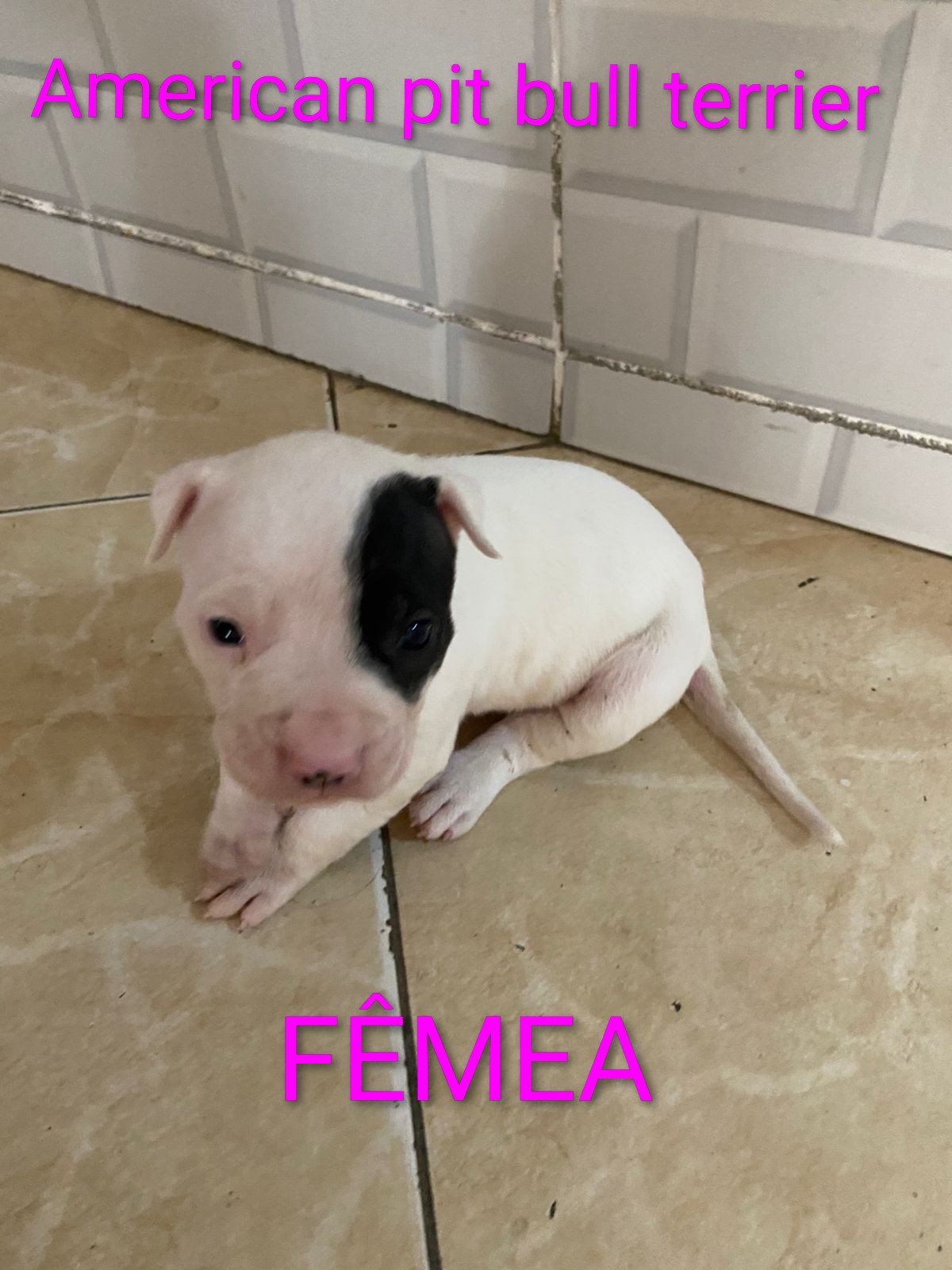 American Pitbull terrier  - Foto 2