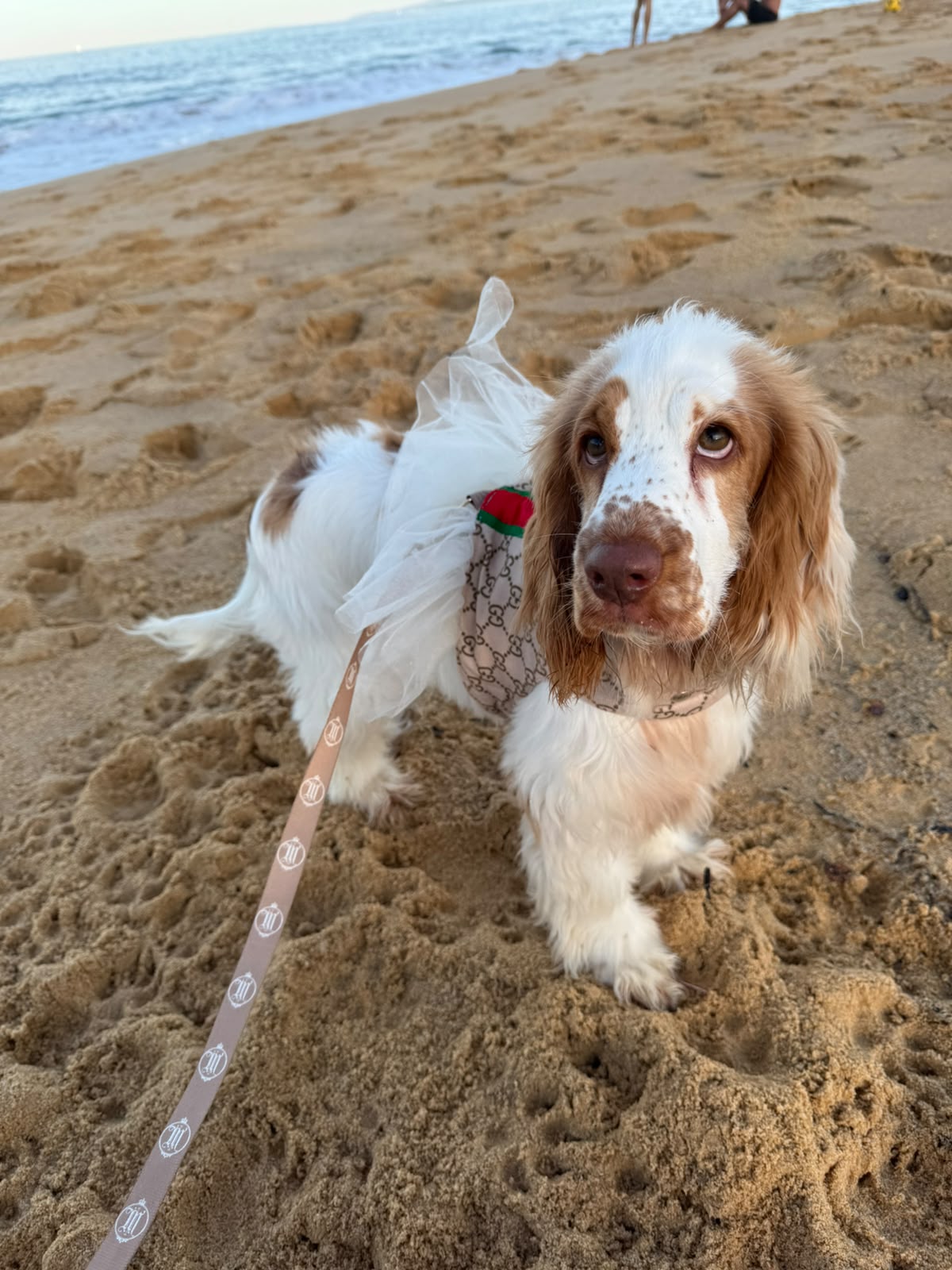 Cocker Spaniel Inglês - Foto 2