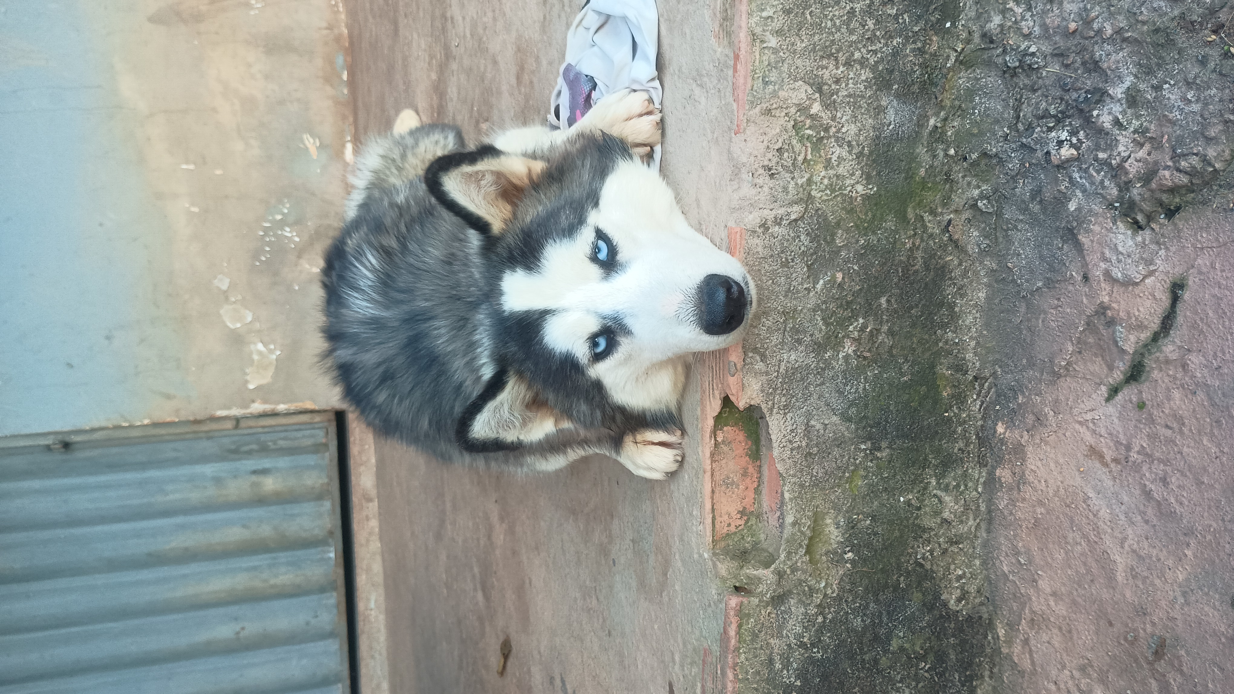 Husky siberiano  - Foto 3