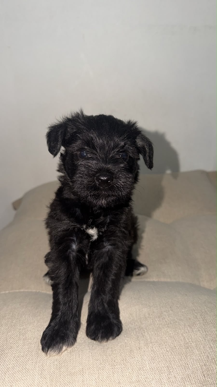 Filhotes de schnauzer miniatura  - Foto 1