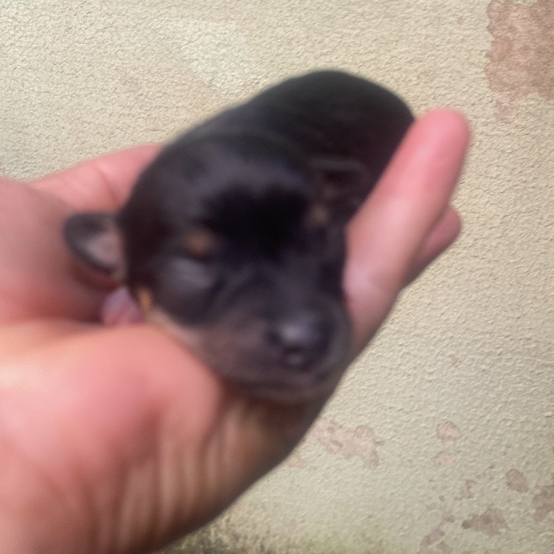 Lindos filhotes de pinscher - Foto 2