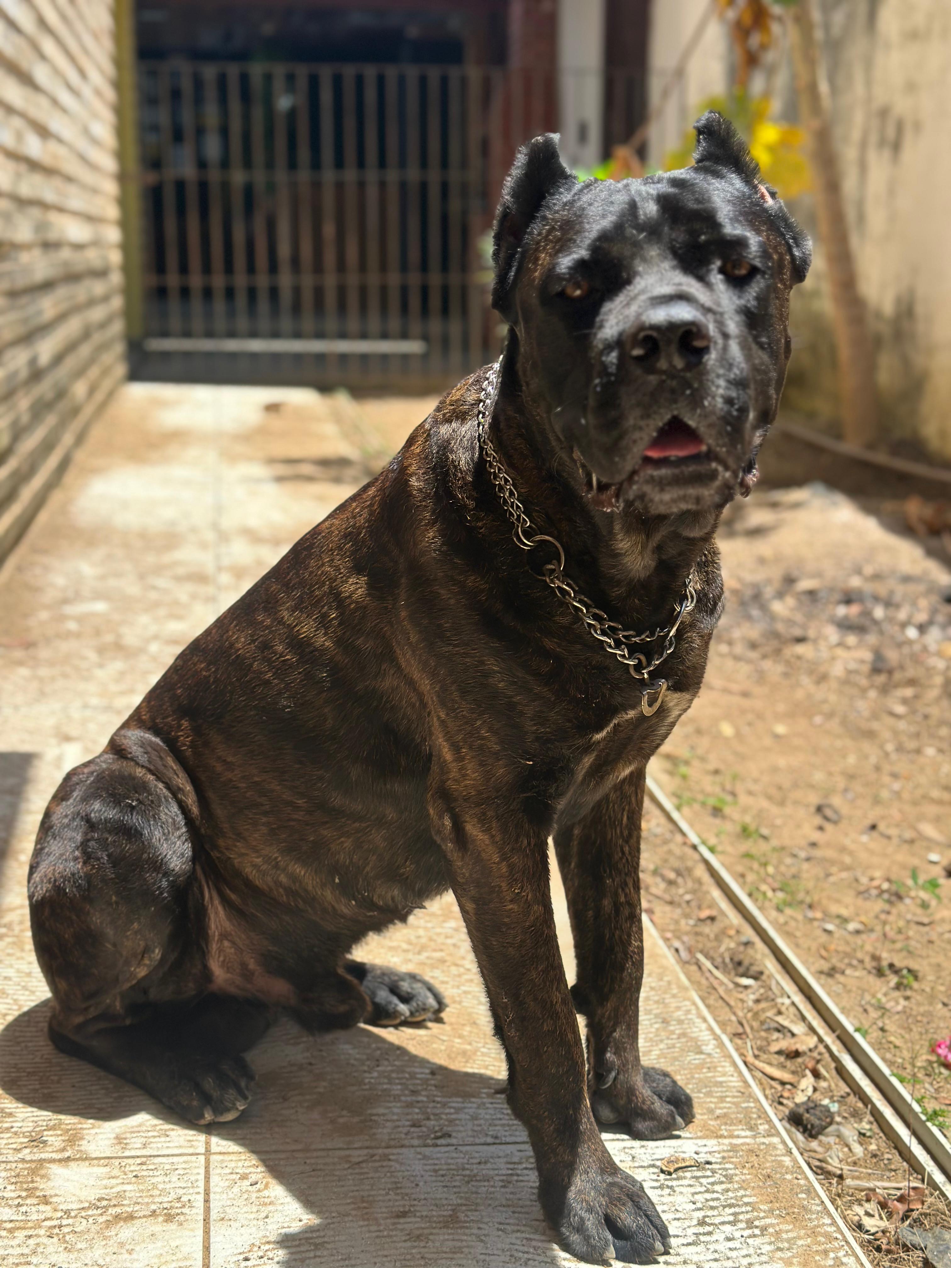 CANE CORSO 🇮🇹 - Foto 4