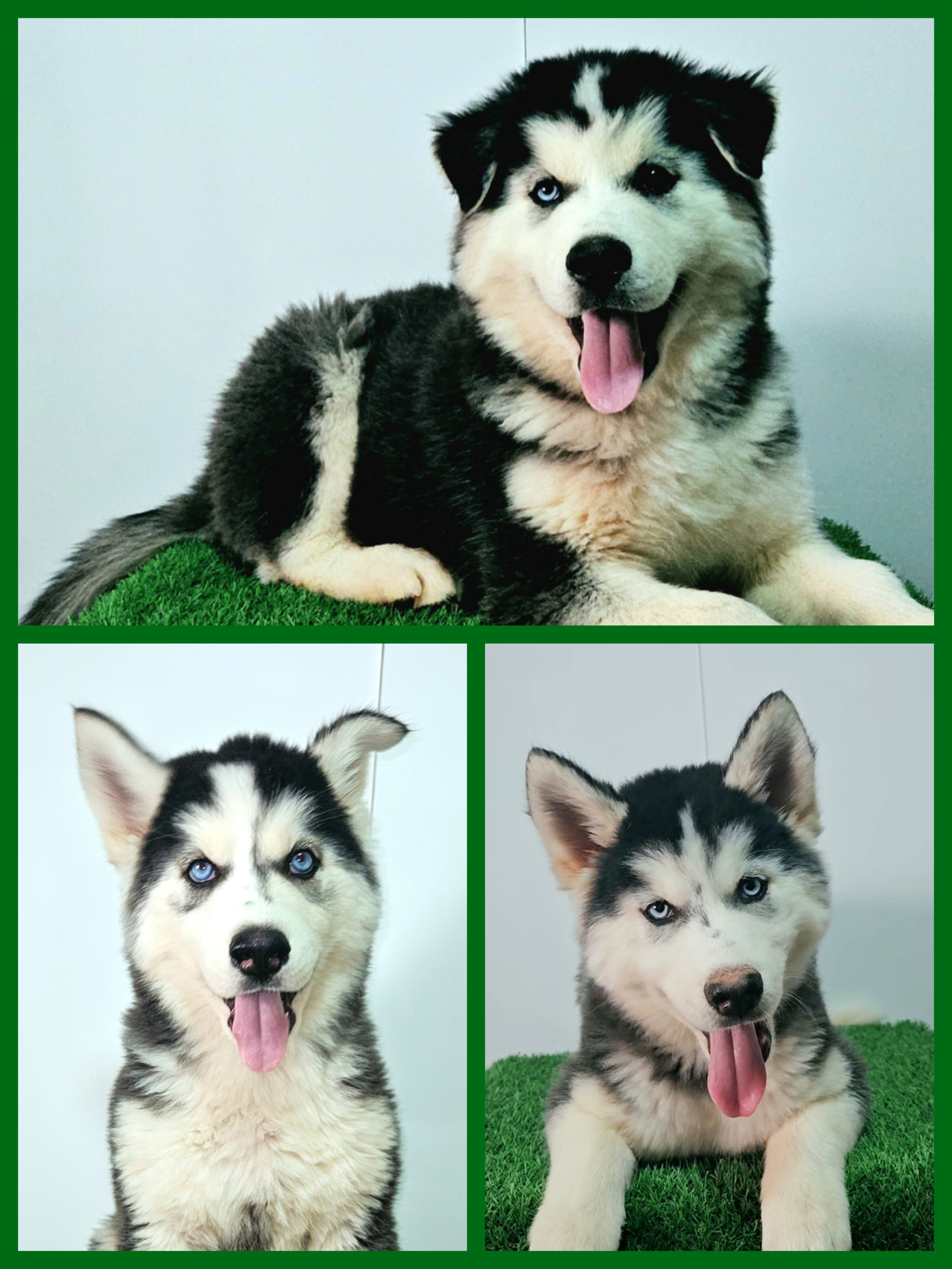 Husky Siberiano - Foto 1