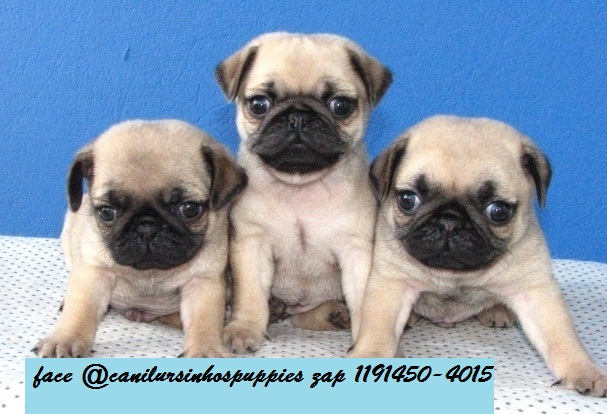 Pug - Foto 3