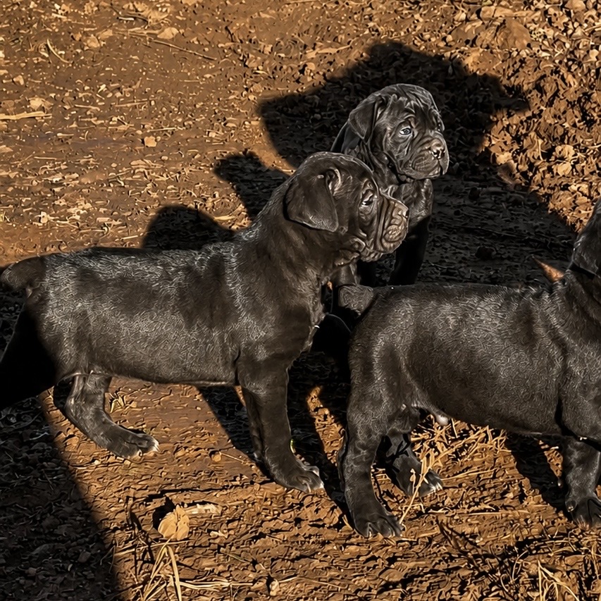 Filhote de Cane Corso - Foto 2