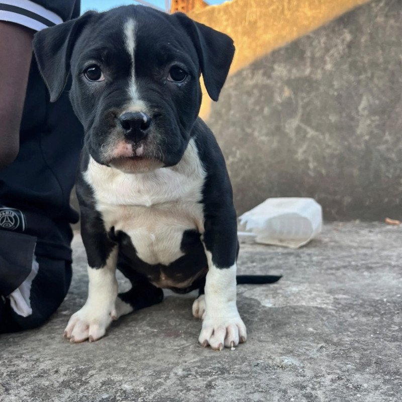 Lindas fêmeas de American bully - Foto 5