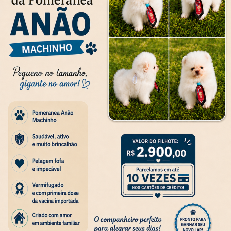Lulu da pomerania - Foto 1