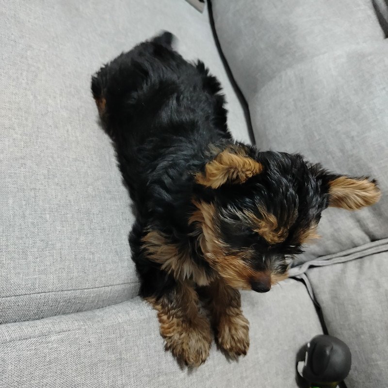 Lindo Filhote macho yorkshire terrier - Foto 1