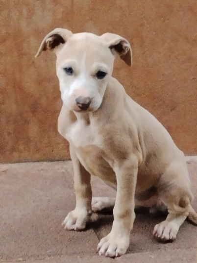 Filhote de Pitbull Femea Pura raça - Foto 1