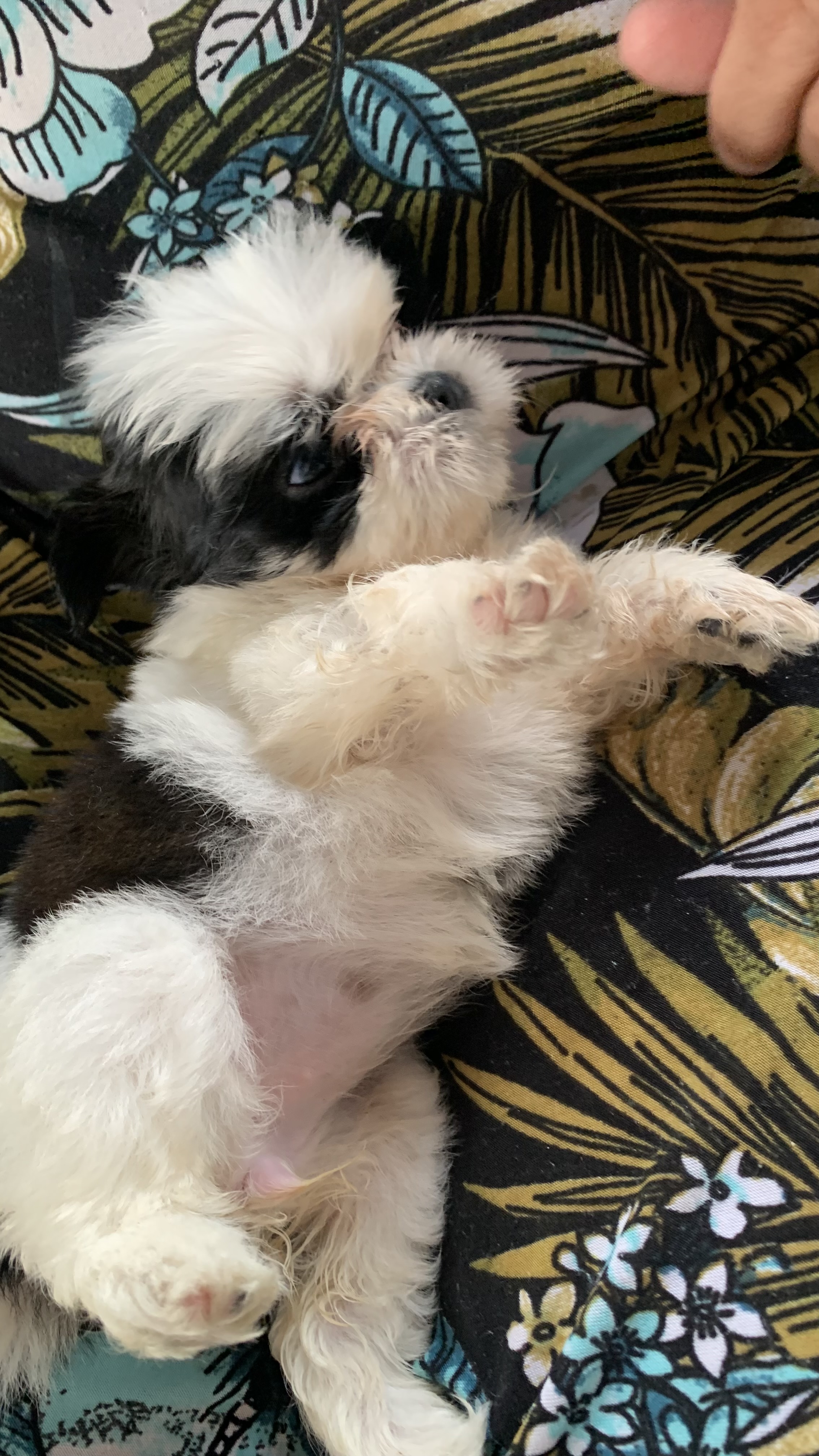 Shi tzu - Foto 2