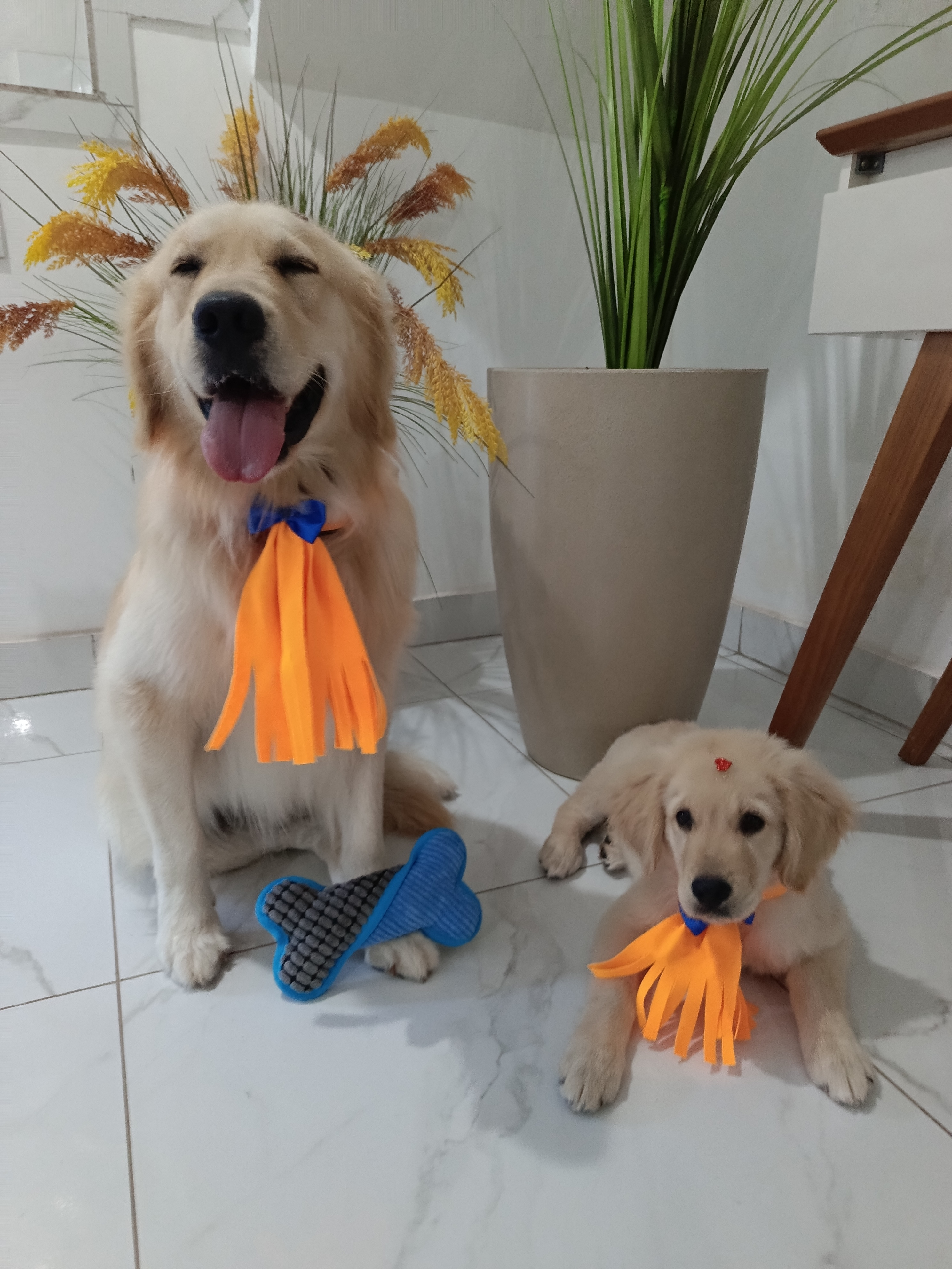 Filhote de Golden Retriever  - Foto 4