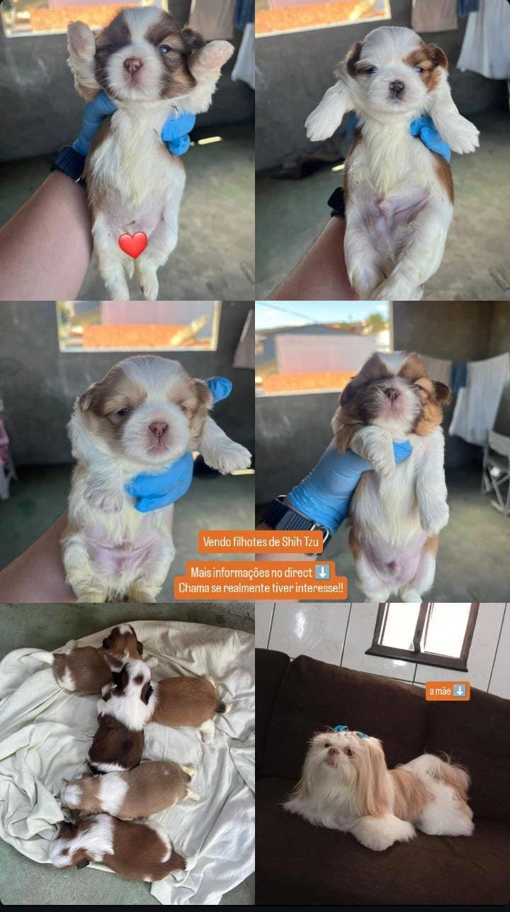 Vendo filhotes de Shih Tzu - Foto 1