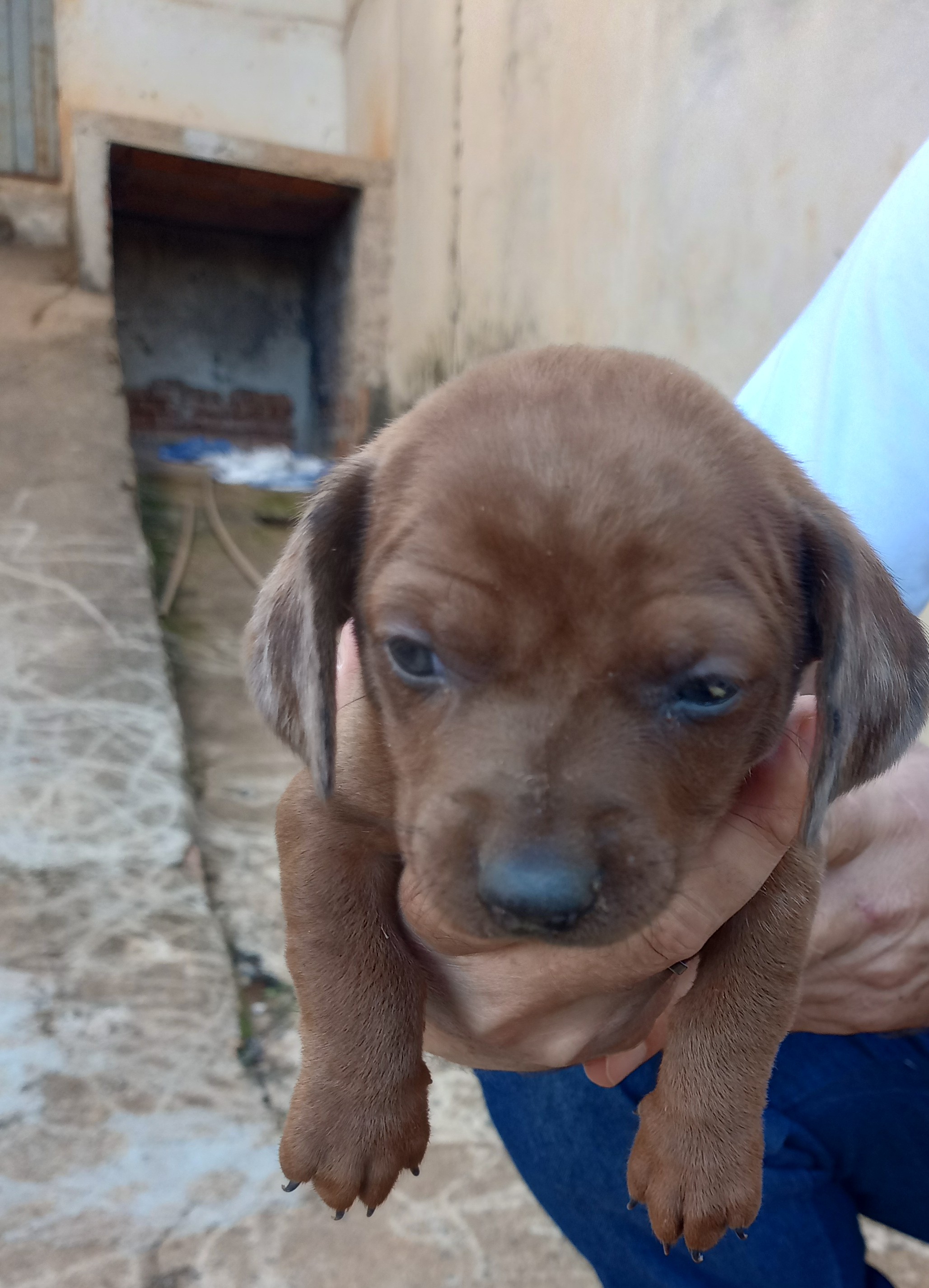Basset Hound - Foto 3