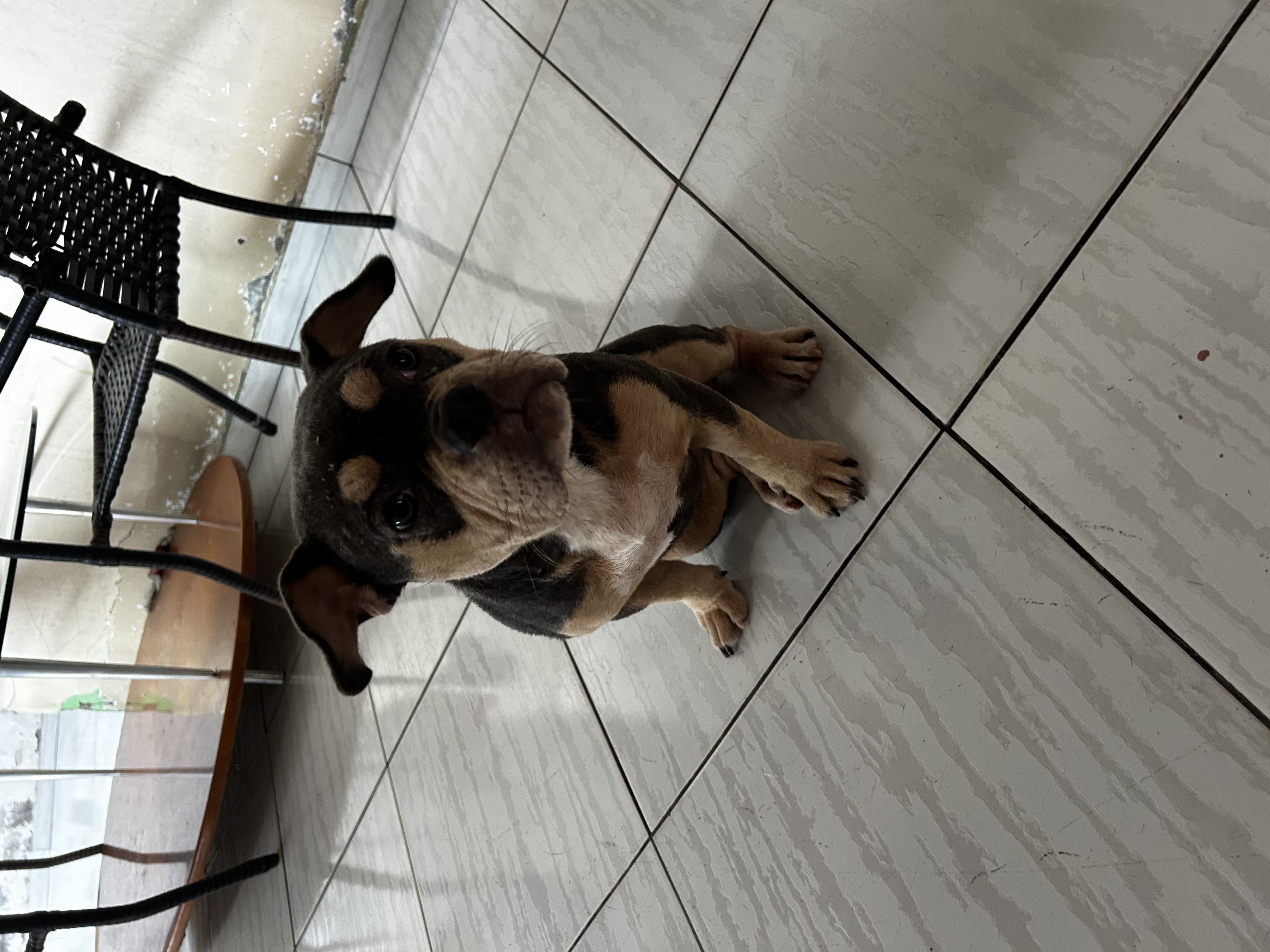 American Bully - Foto 2