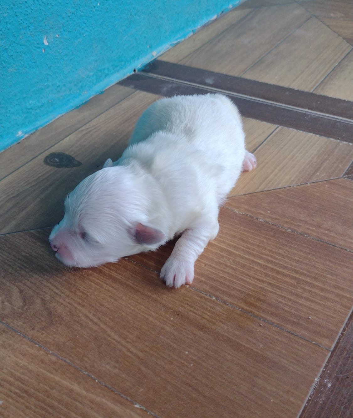 Filhotes de maltês raça pura micro disponível! - Foto 5