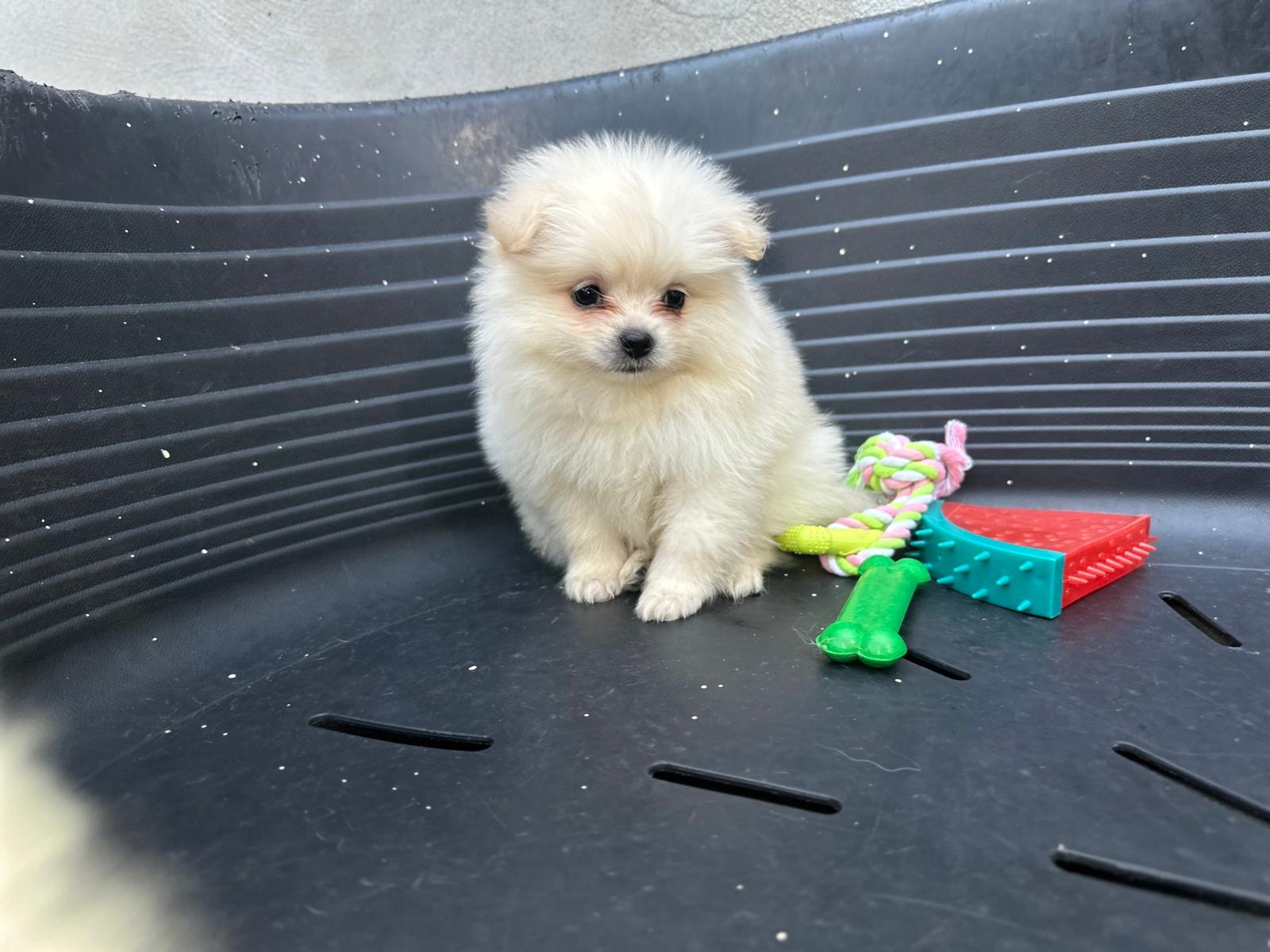 Spitz Alemão  - Foto 1