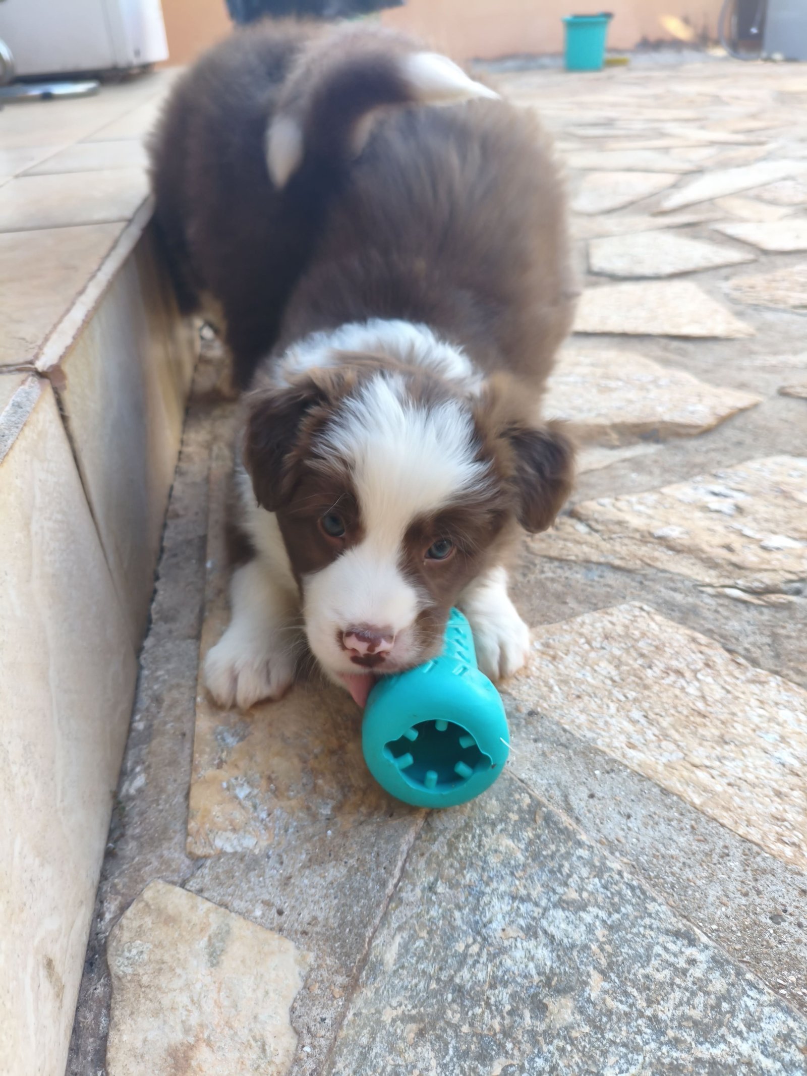 Filhotes Border Collie Red & White - Foto 5