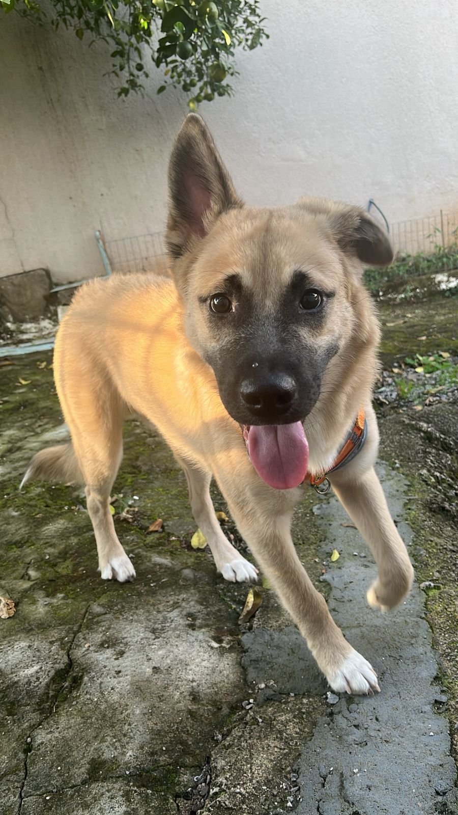 Doação raça husky com box  - Foto 2