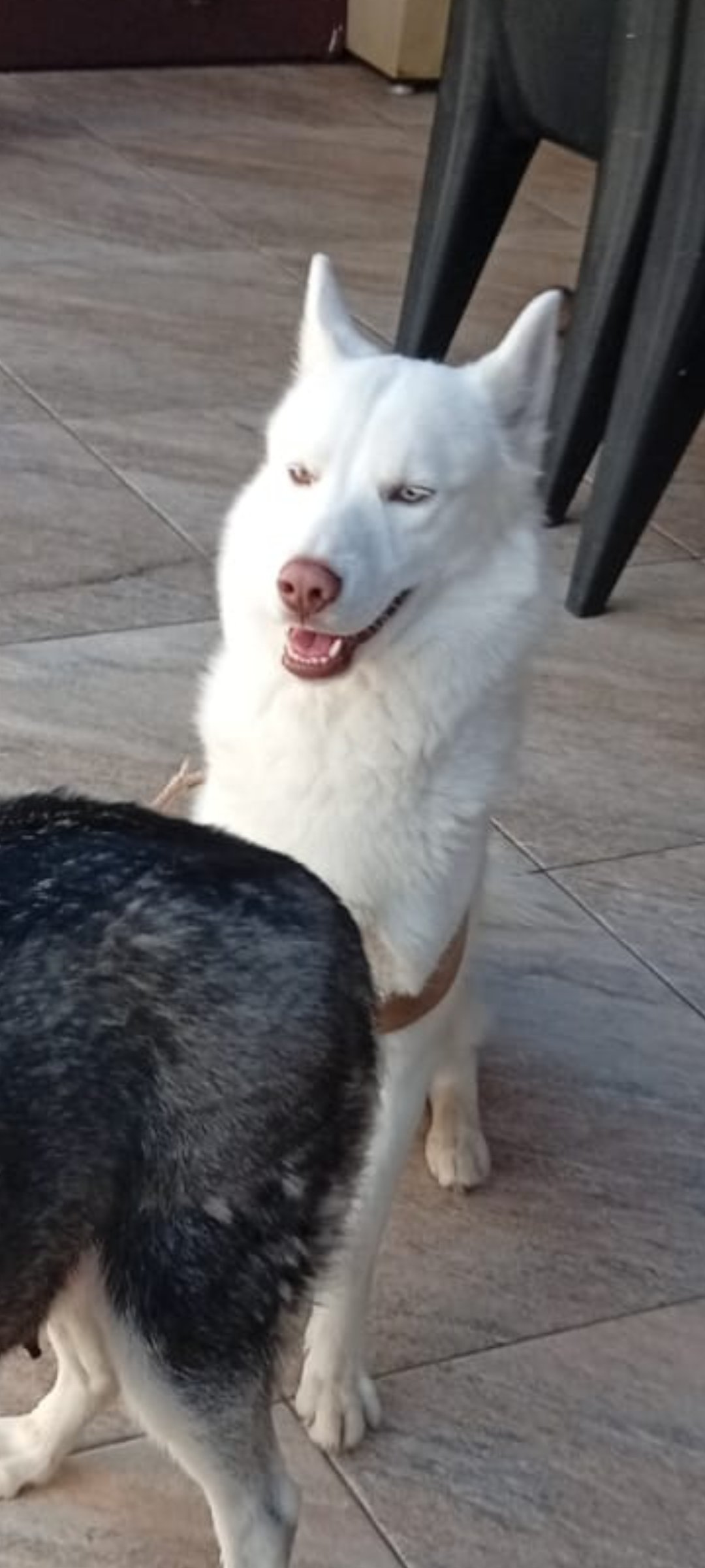 Lindo filhote de Husky Sibiliano puro - Foto 4