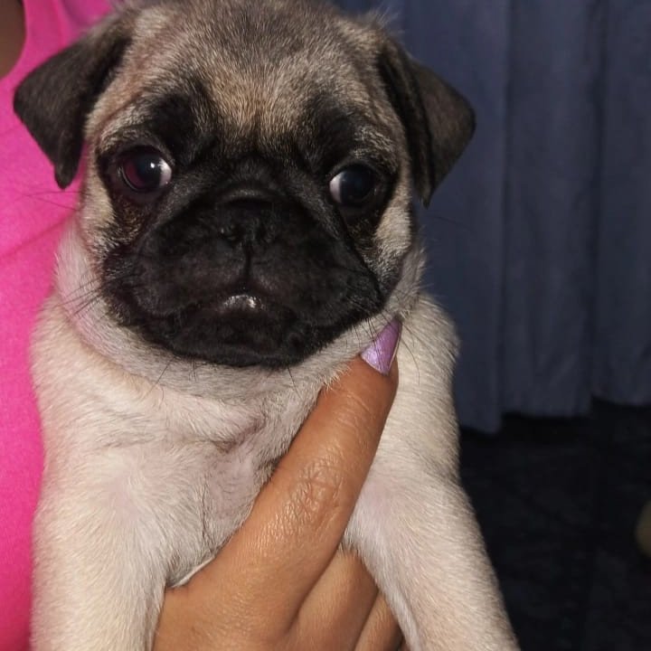 Filhotes de Pug - Foto 3