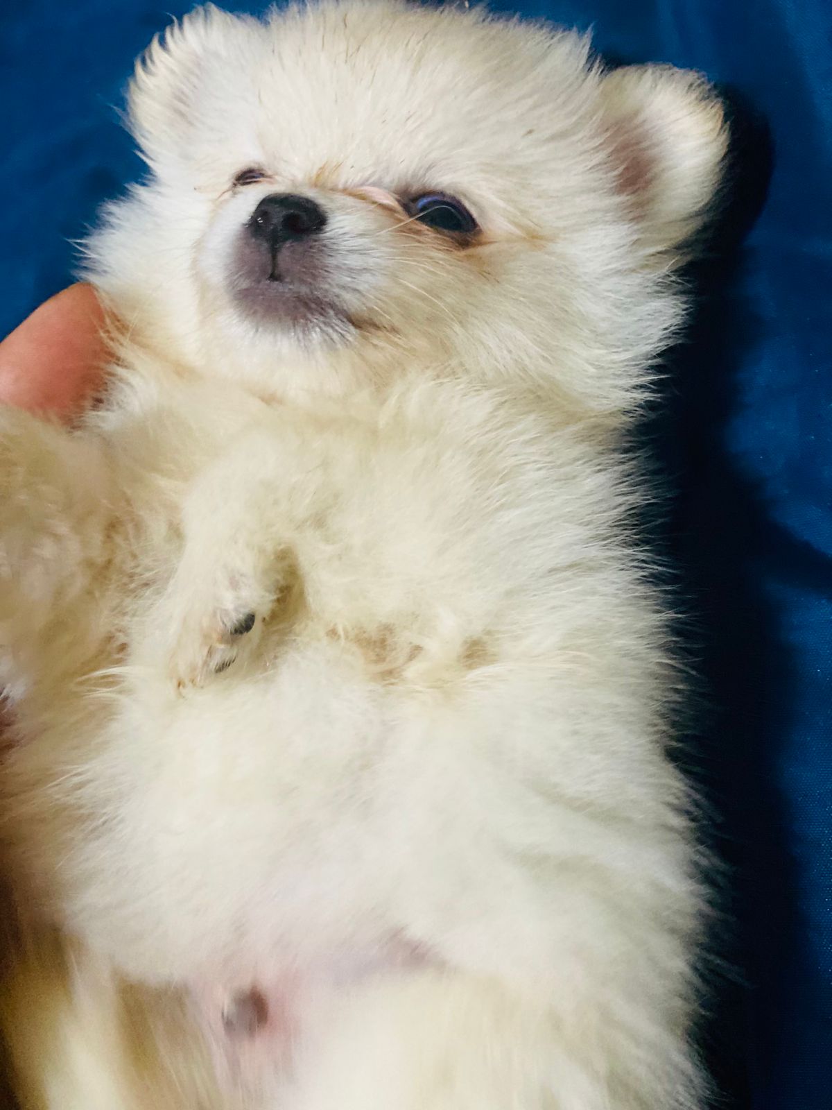 Spitz Alemão - Foto 2