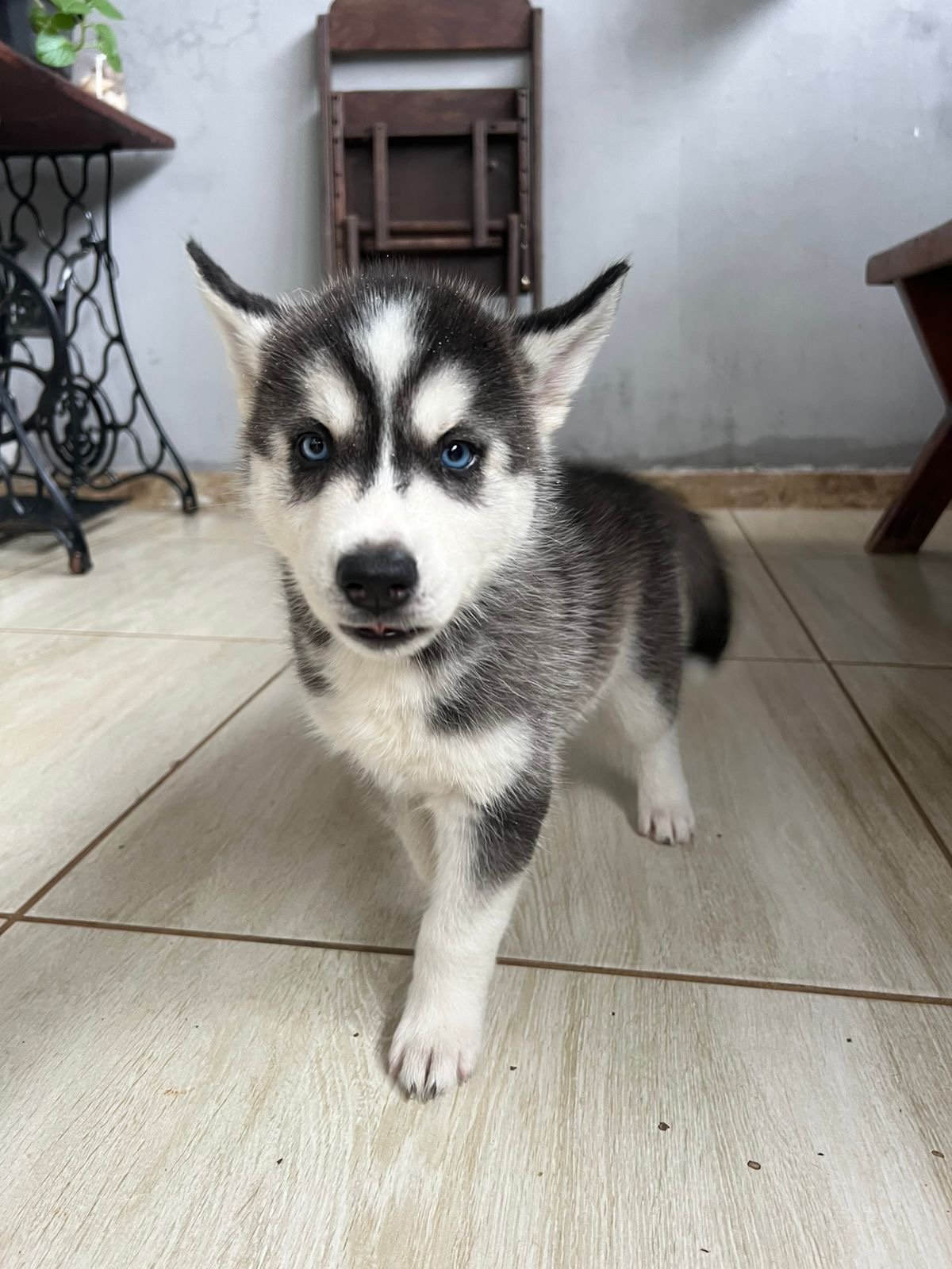 Filhotes husky siberiano - Foto 3