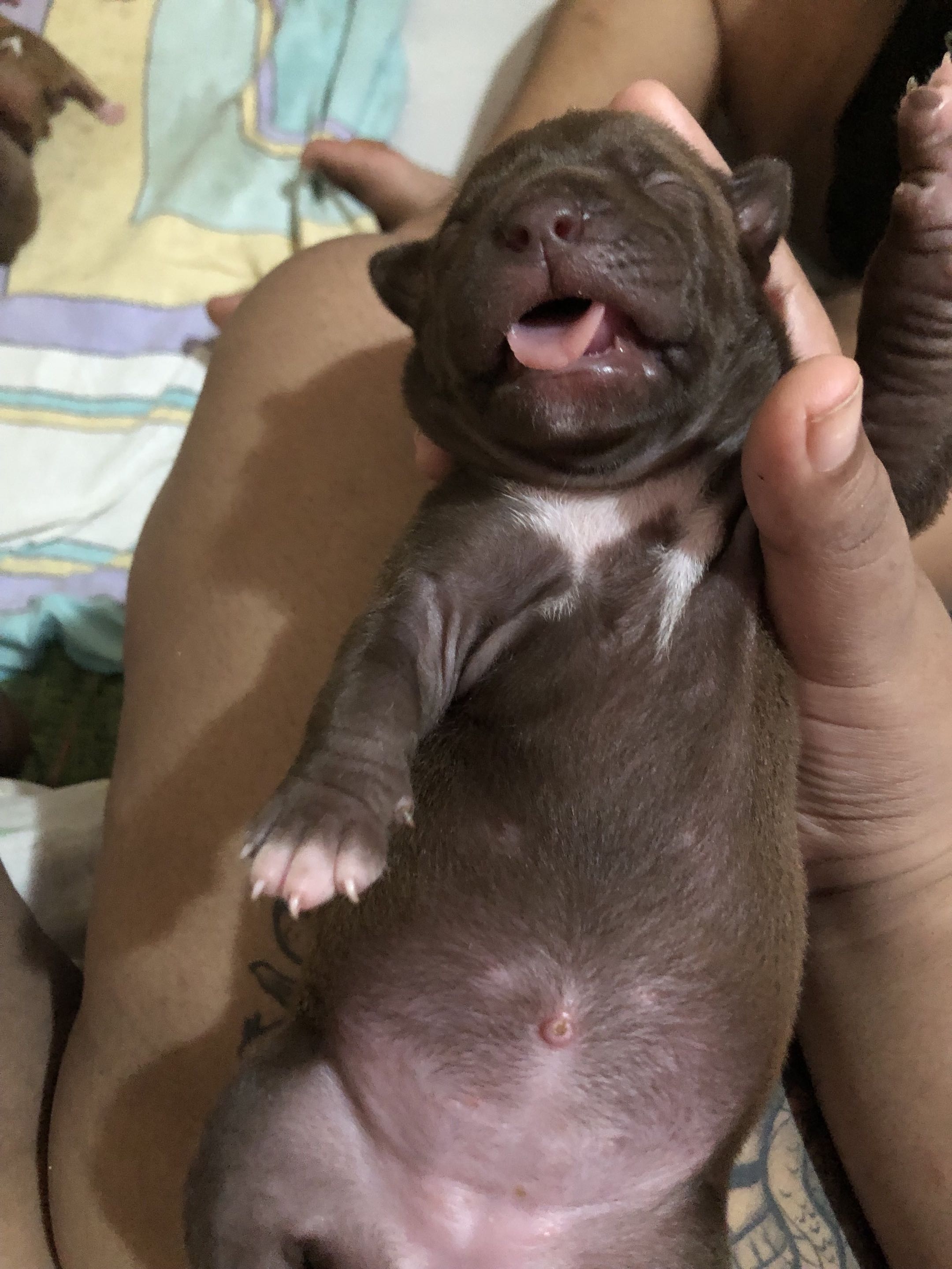 Filhotes de pitbull - Foto 4