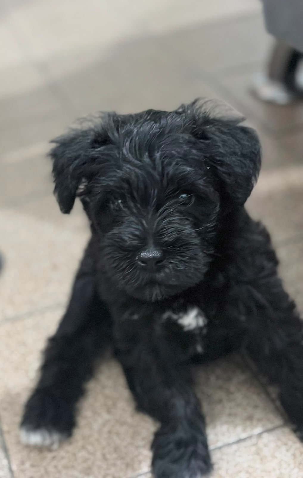 Filhotes de schnauzer miniatura  - Foto 2