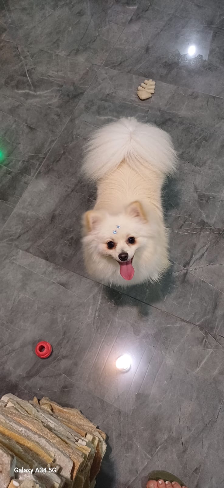 Spitz Alemão - Foto 3