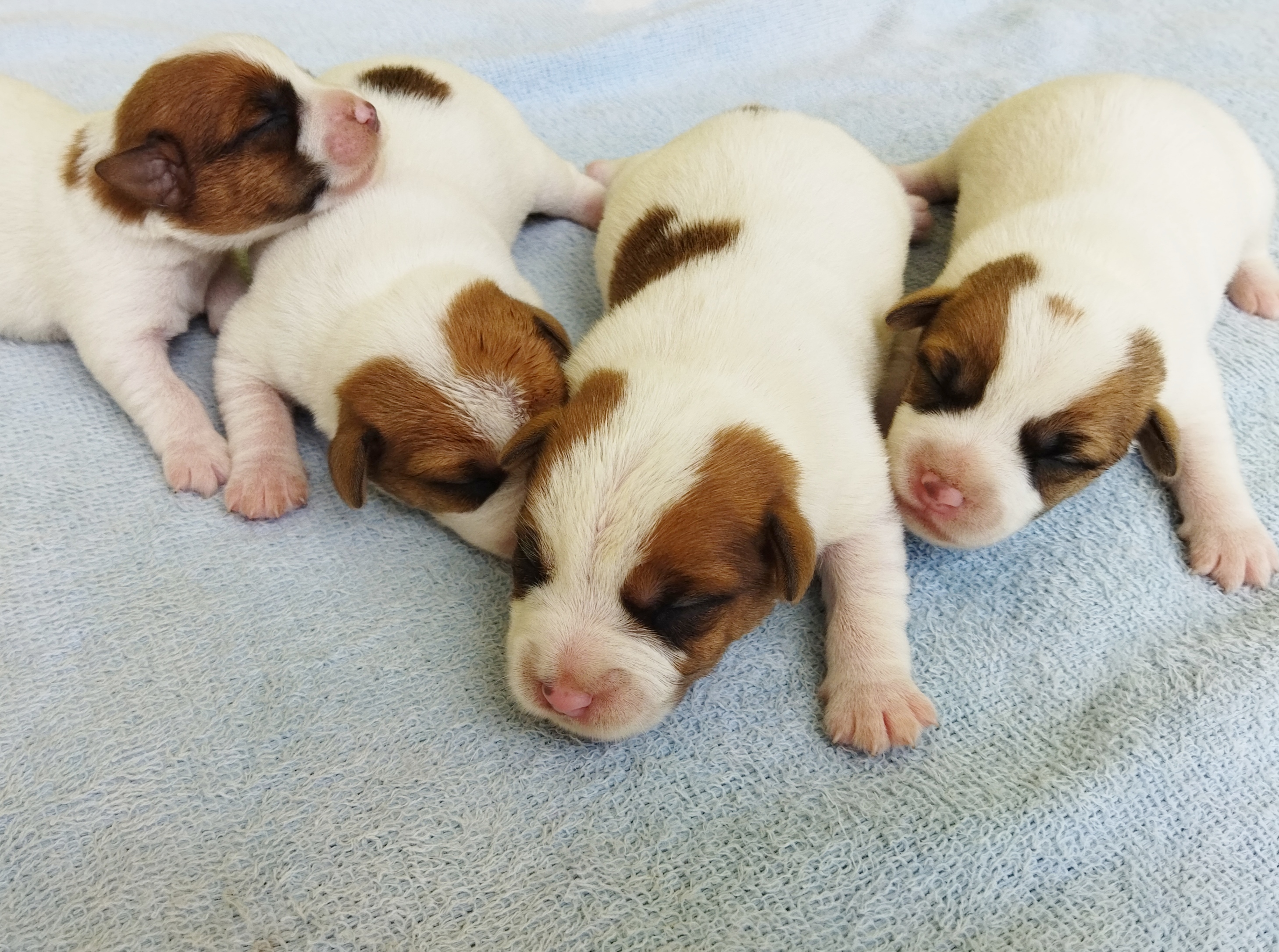 Jack Russel Terrier - Foto 1