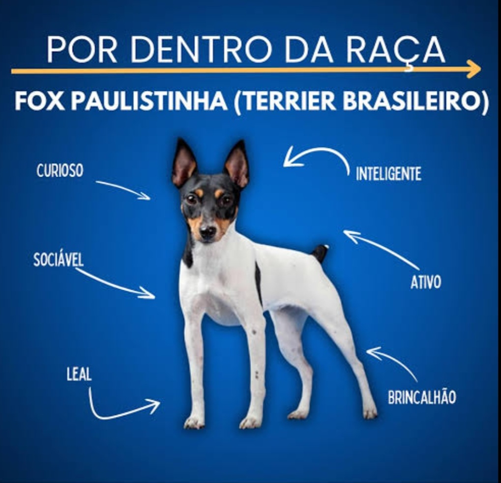 Filhotes de Fox Paulistinha - Foto 4
