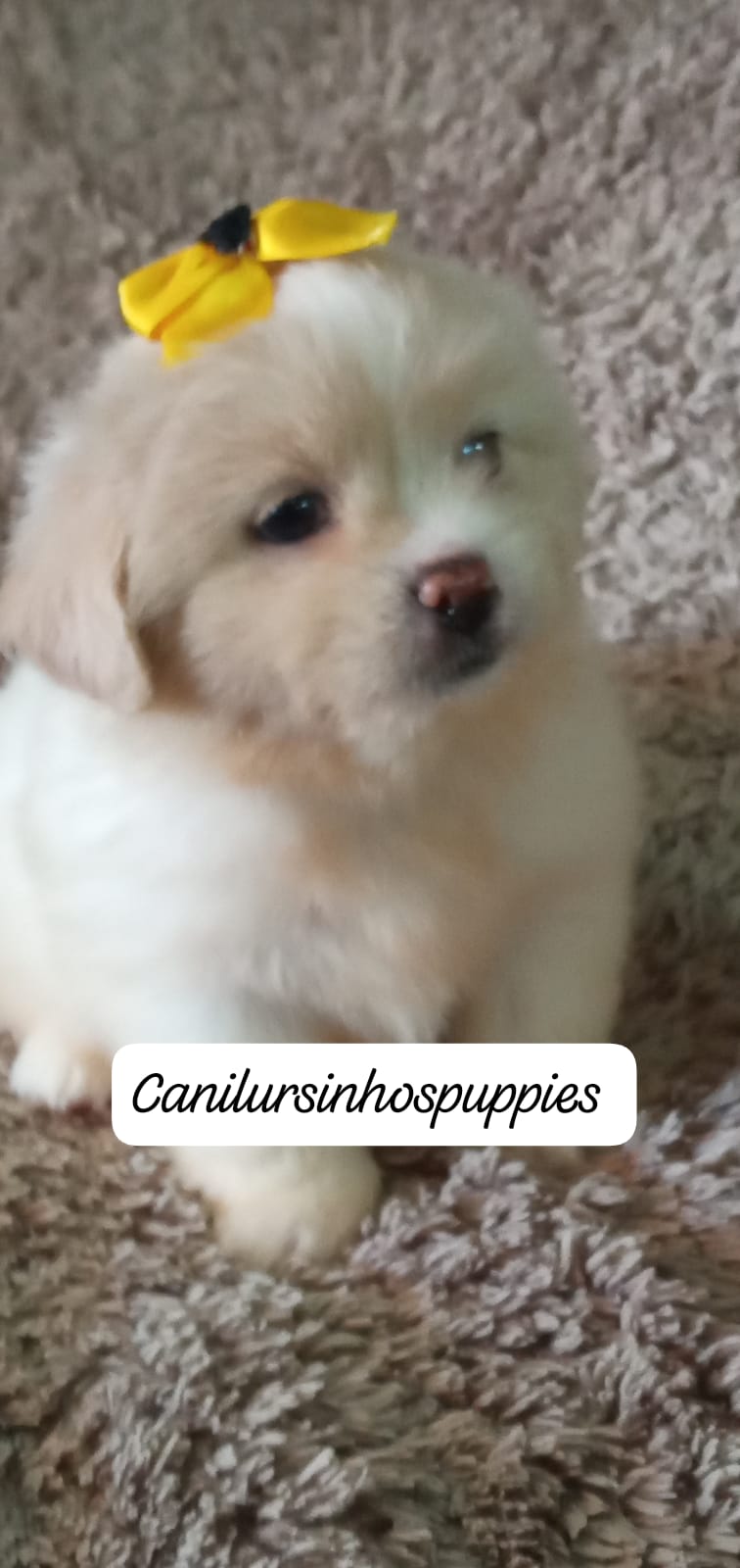 Lhasa Apso - Foto 3