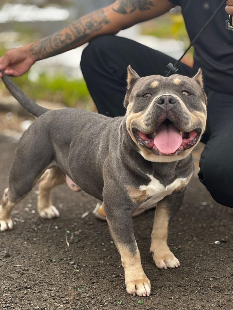 Vendo American Bully  - Foto 2