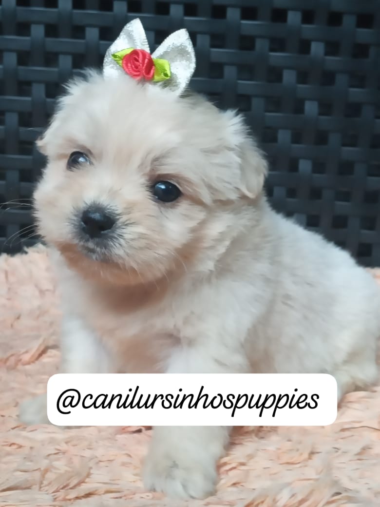 Lhasa Apso - Foto 2
