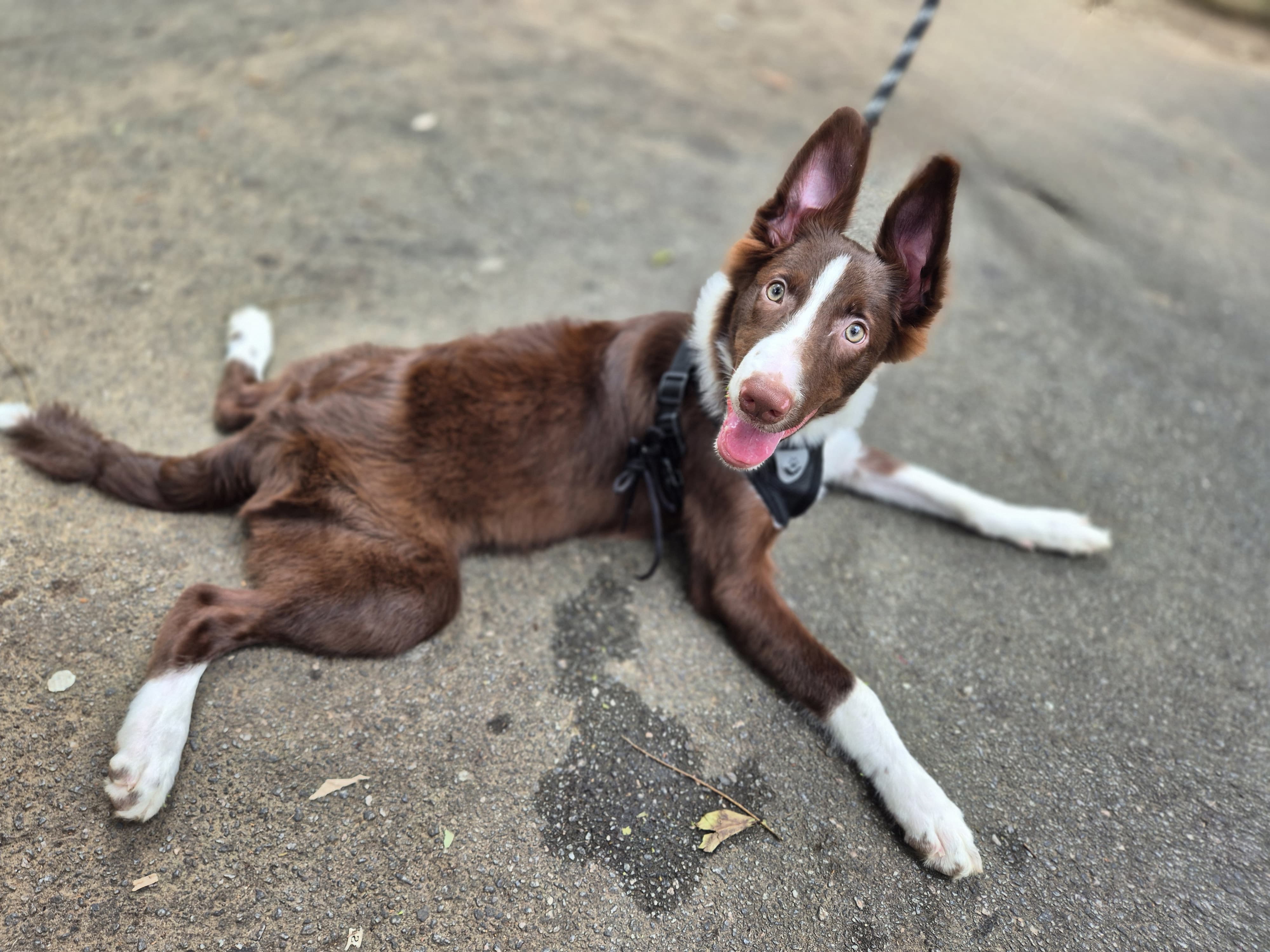 Border Collie - Foto 2