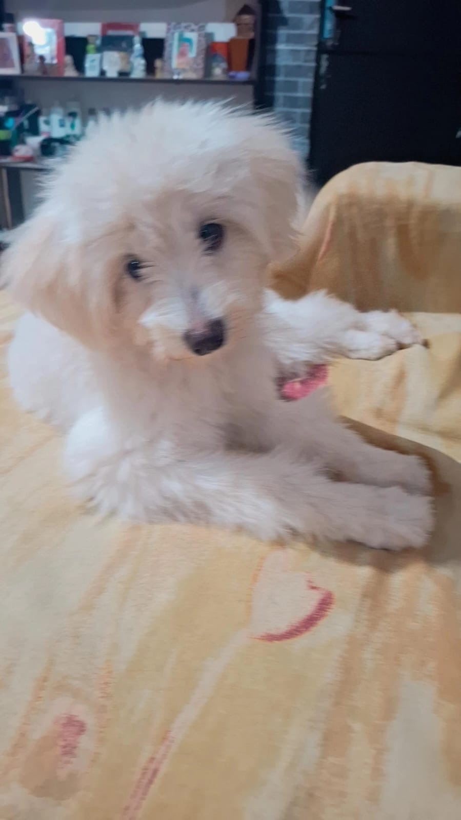 Filhote 5 meses femea - Foto 2