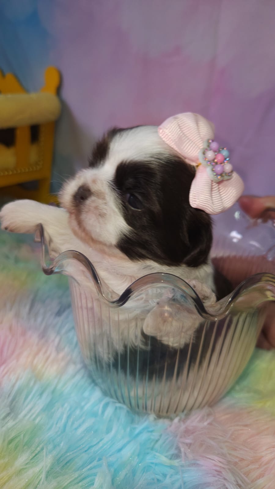 Shih tzu fêmea  - Foto 1