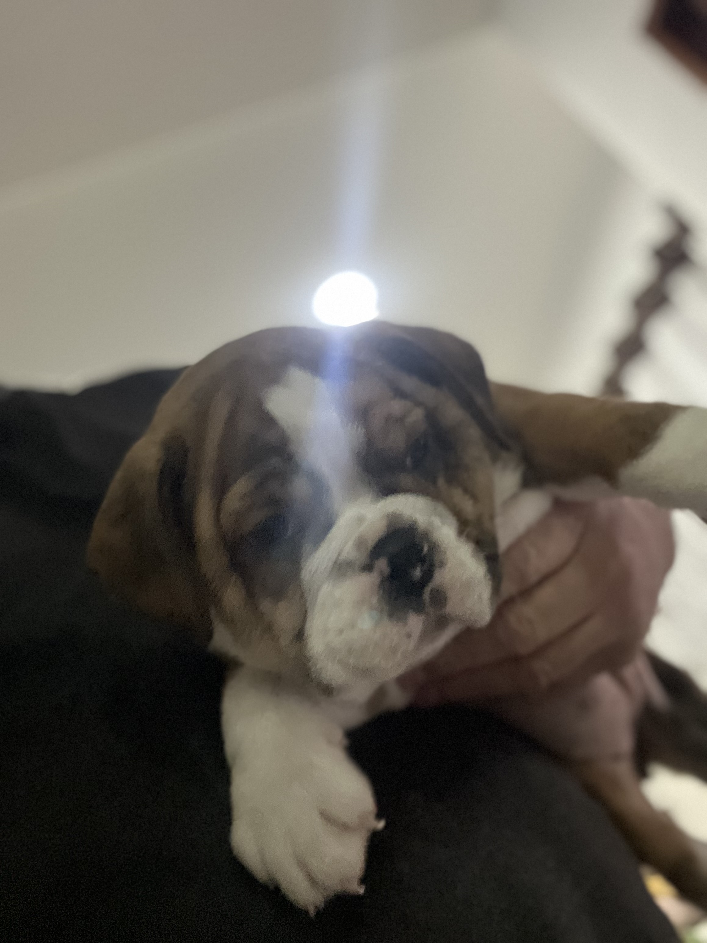 Filhote de bulldog inglês  - Foto 2