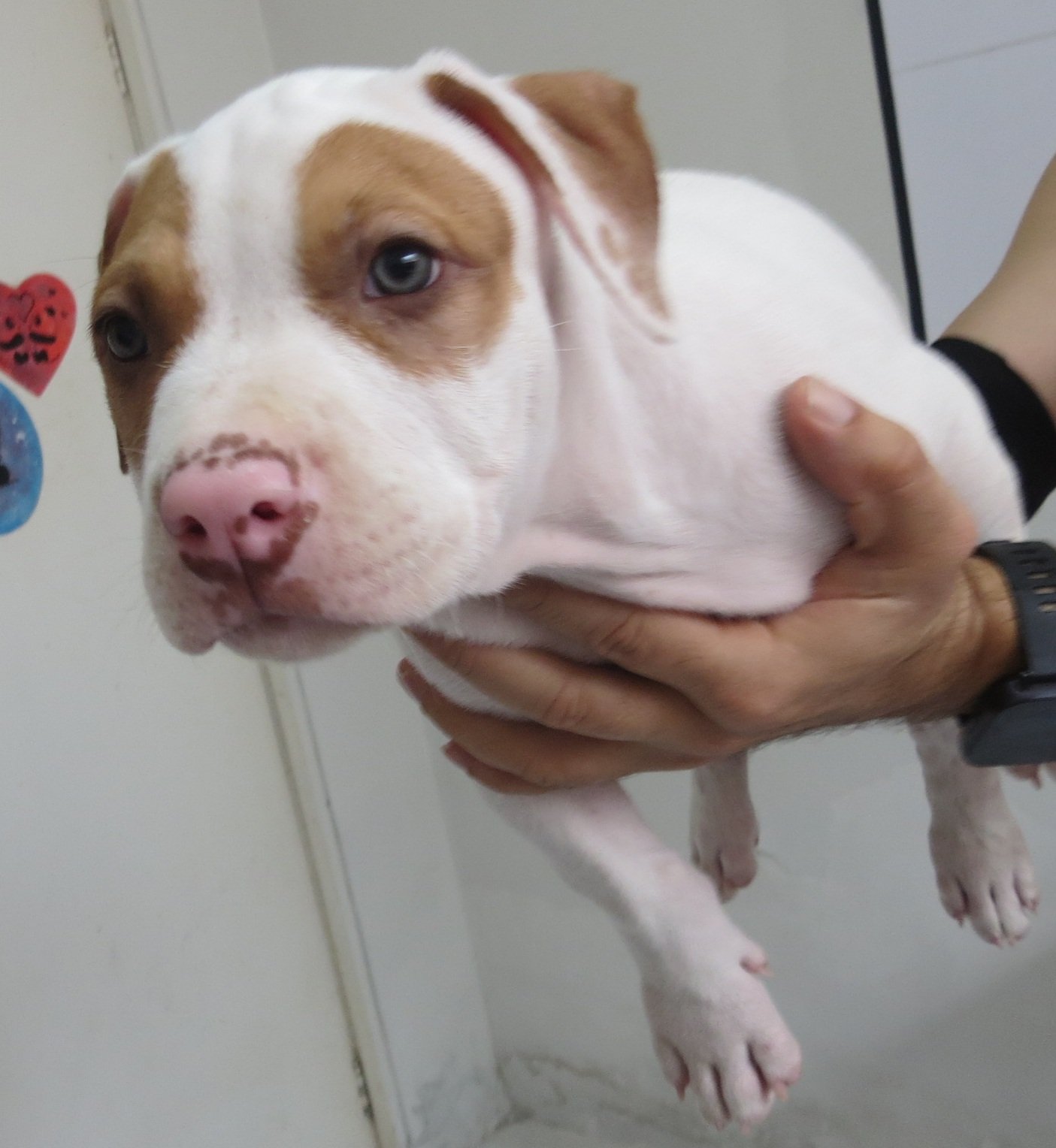 Filhote de American Pit Bull Terrier - Red Nose (Macho) - Foto 1