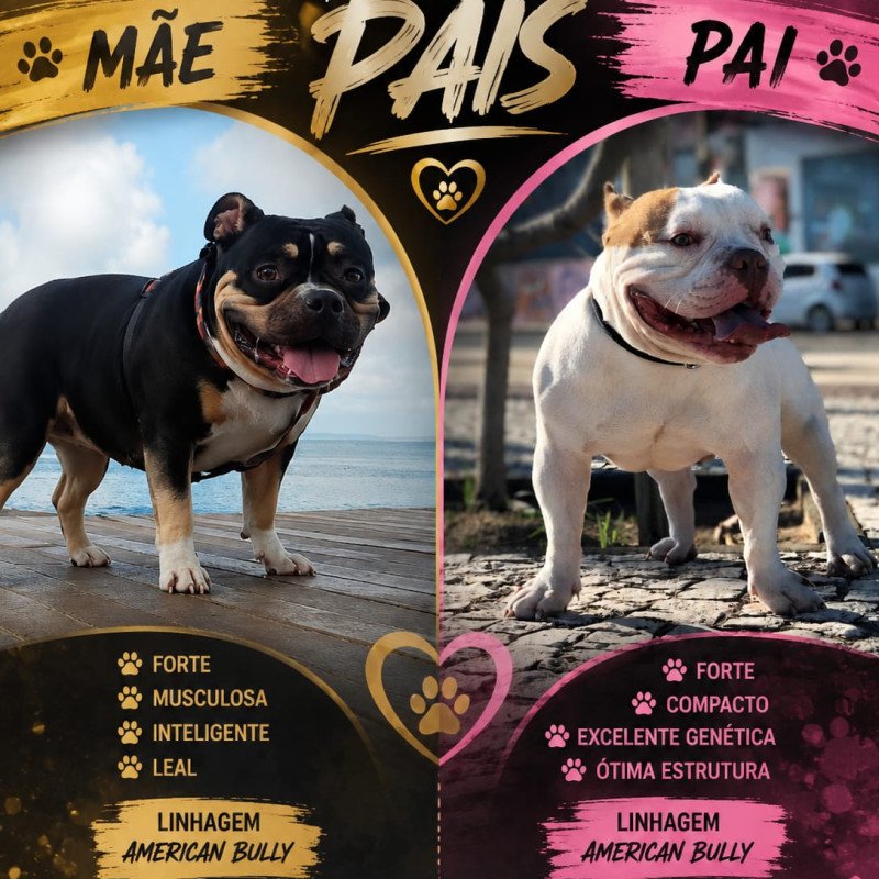 Amo pra toda vida - Foto 2