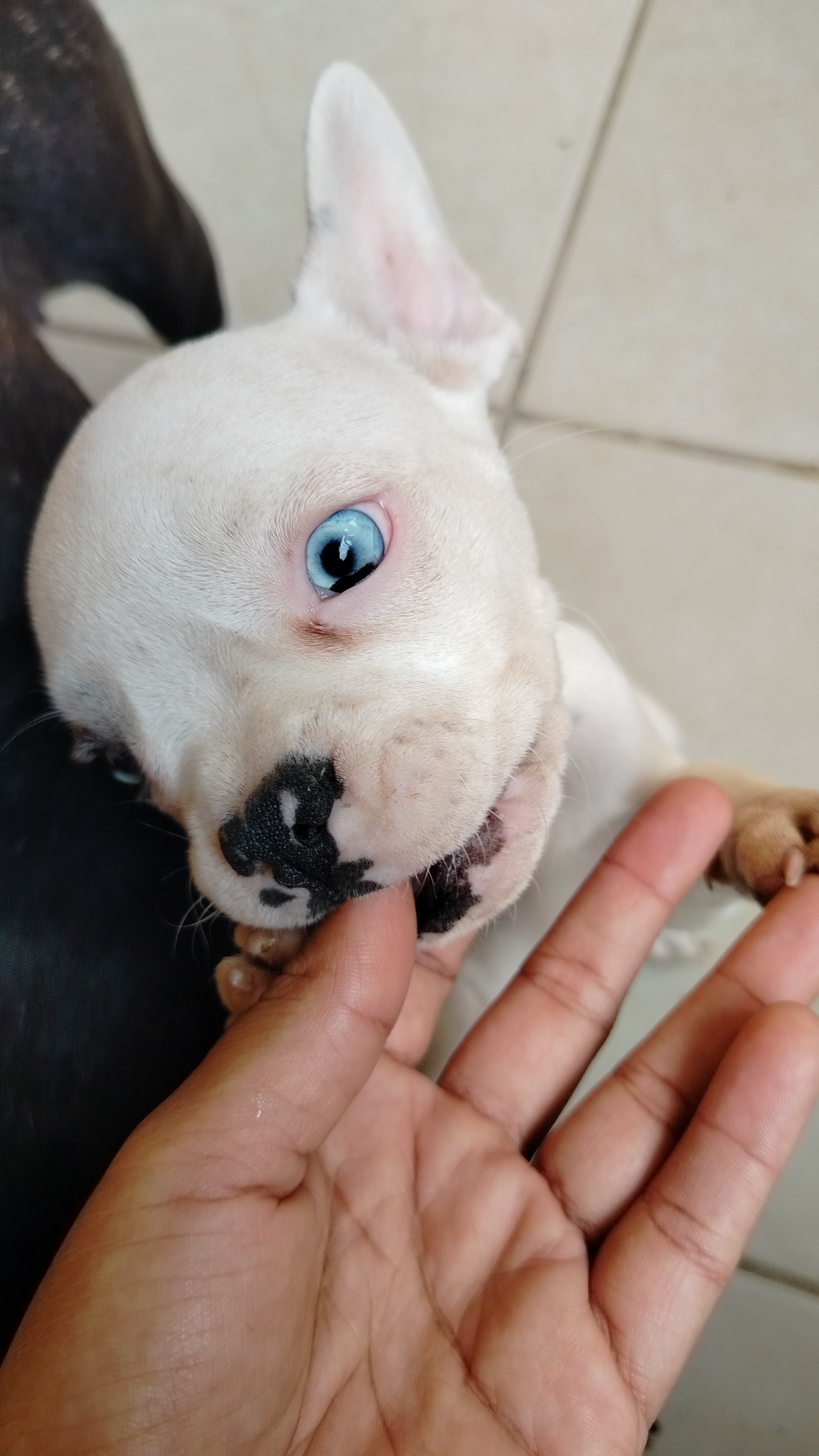 Buldogue francês - Foto 5