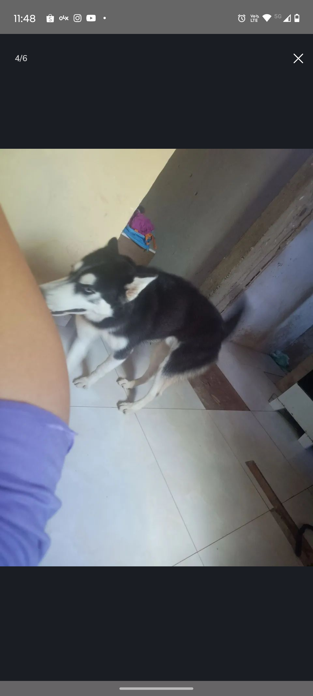 Husley siberiano  - Foto 3