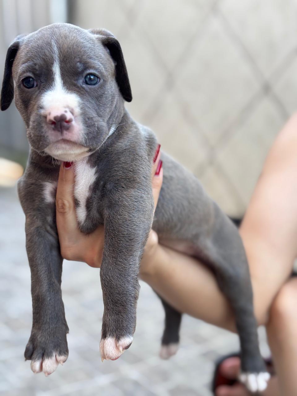 Pitbull - Foto 2