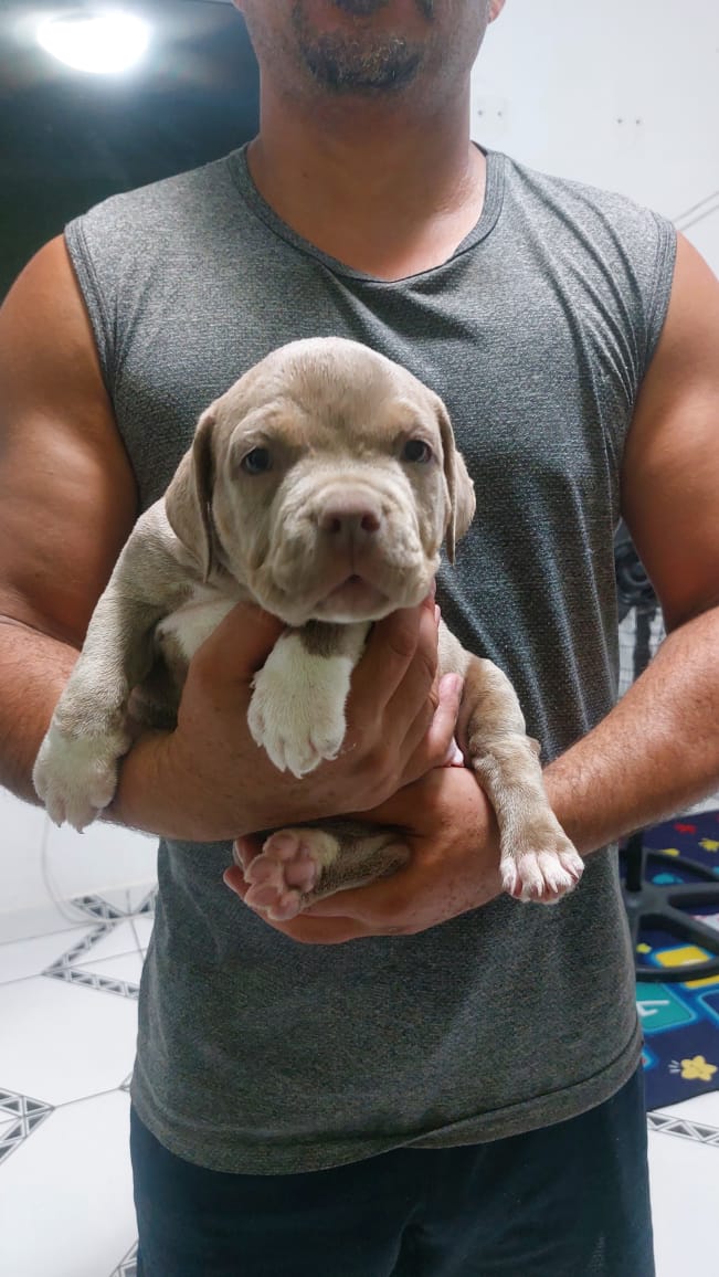 American Bully - Foto 1