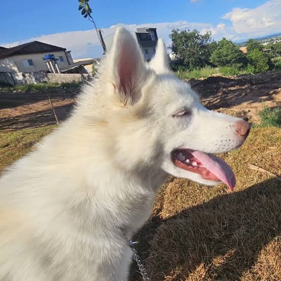 Husky siberiano albina - Foto 1