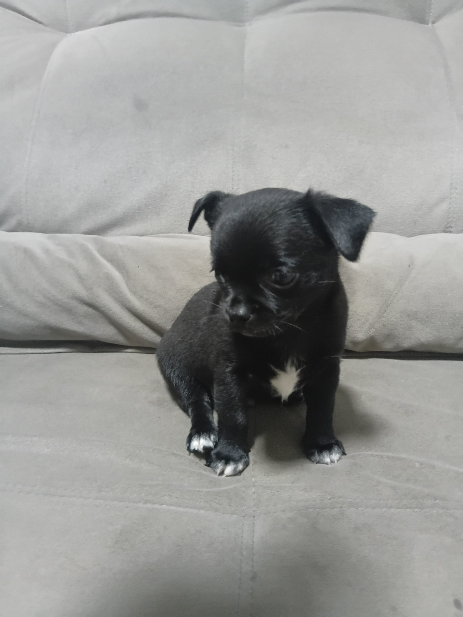 Chihuahua - Foto 3