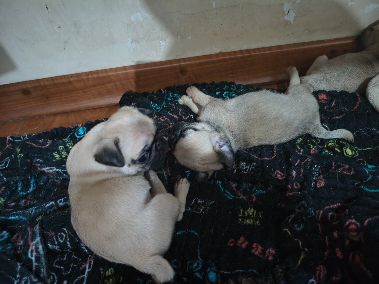 Vendo filhote de pug - Foto 1