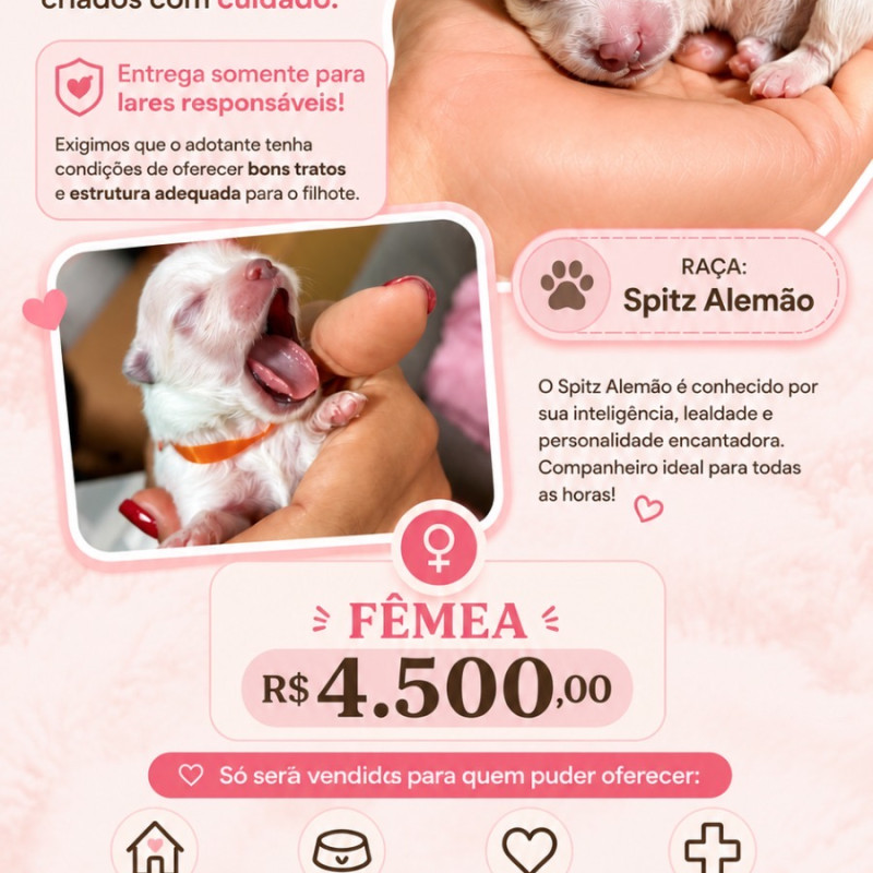 Filhote Fêmea de Spitz Alemão com pedigree - Foto 1