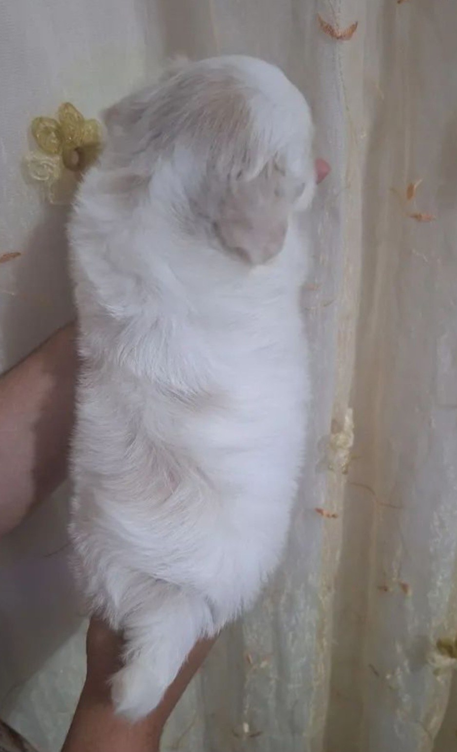 Shih Tzu - Foto 2